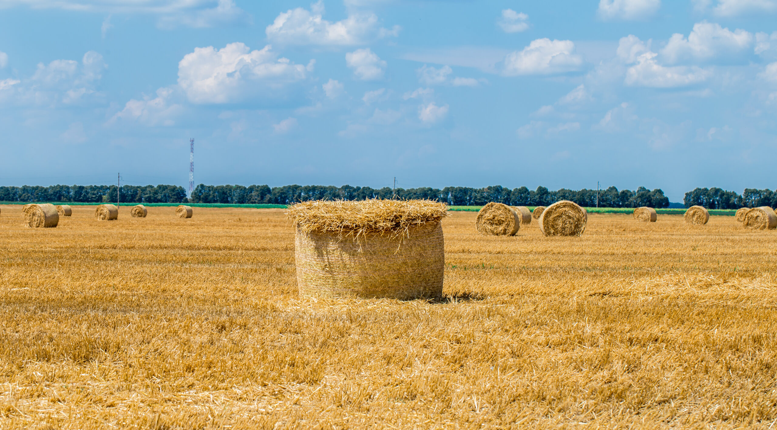 Hay bales on the field after harvest.