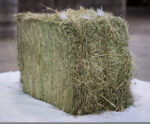 Foin-de-terroir-Longchamp-nano-scaled-1 (1)