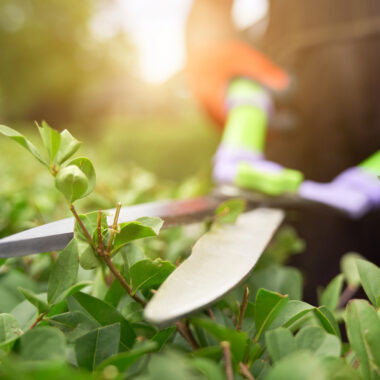 Hoe onderhoud je je moestuin met de juiste tuingereedschappen?